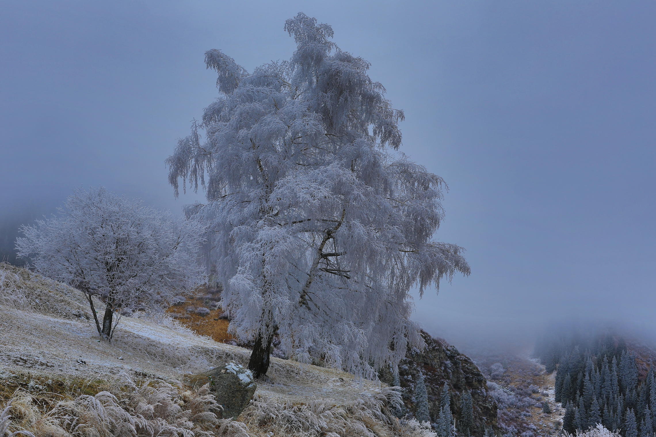 снежное дерево