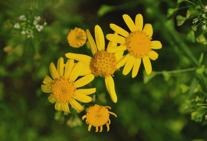 Golden Ragwort