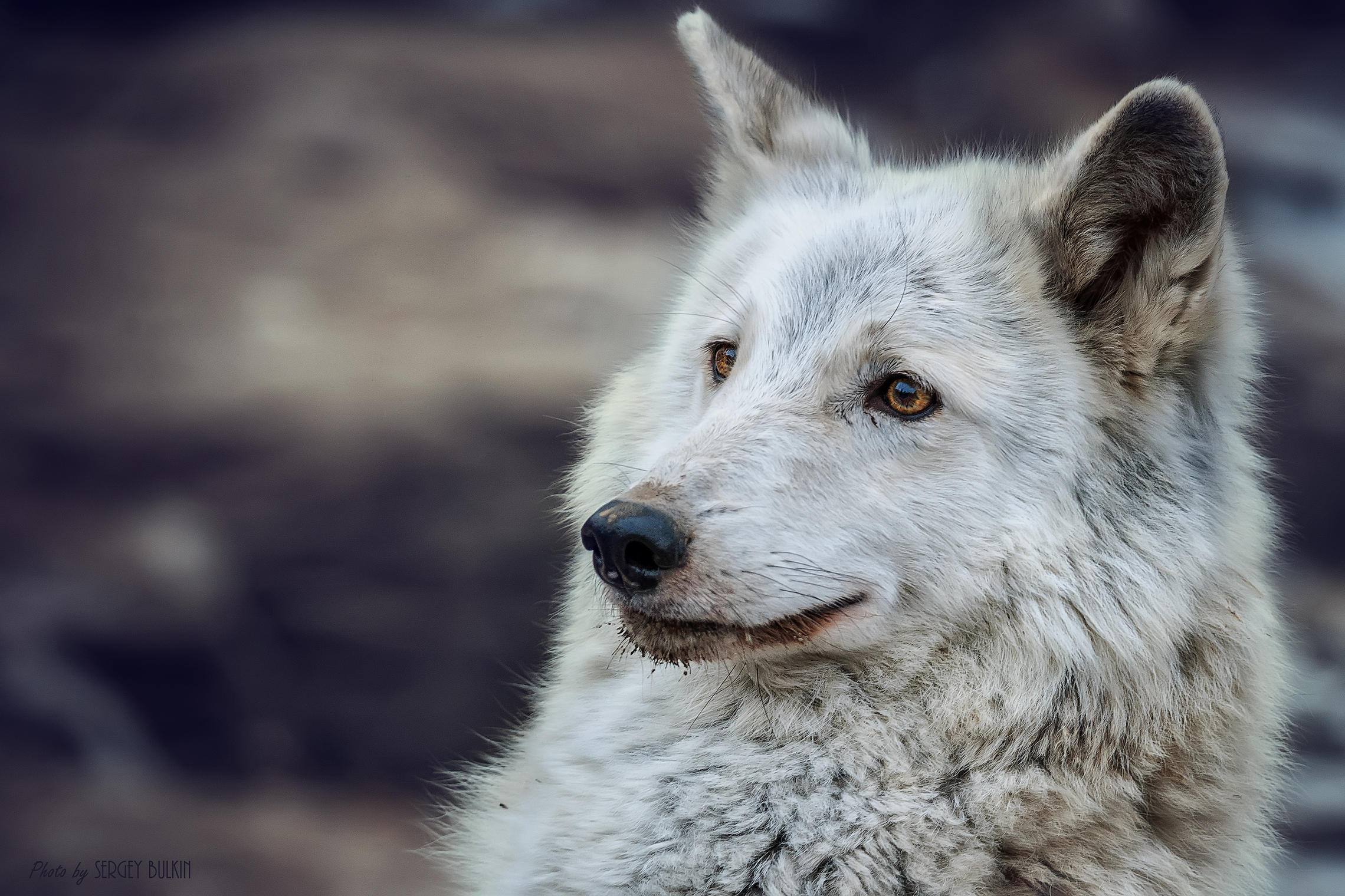 Волки тоже бывают белые и даже немного пушистые
