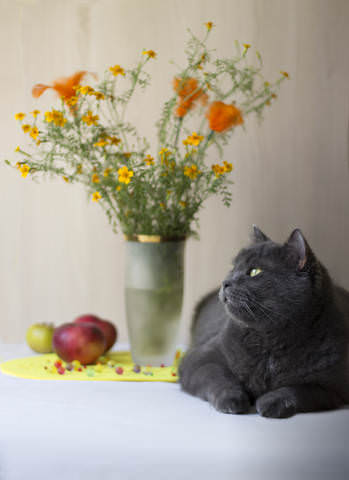 Любимый кот.
