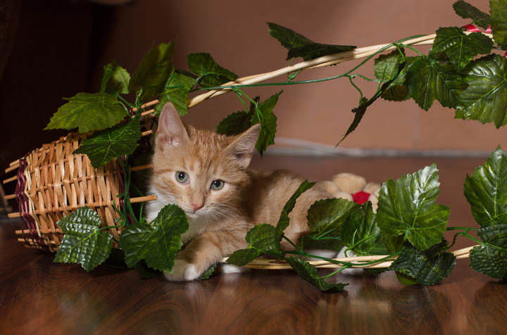 Котёнок Персик
