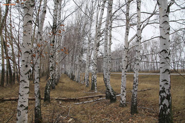 БЕРЁЗКИ ДЕКАБРЯ. ЧЕРНОЗЕМЬЕ.