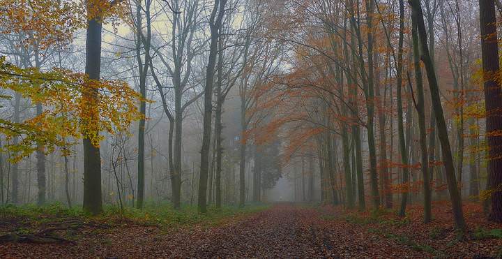 Autumn in the forest.