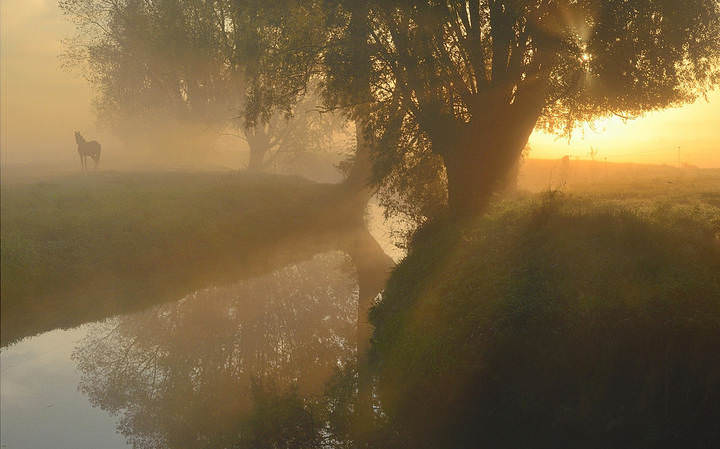 Horse in the morning mist.