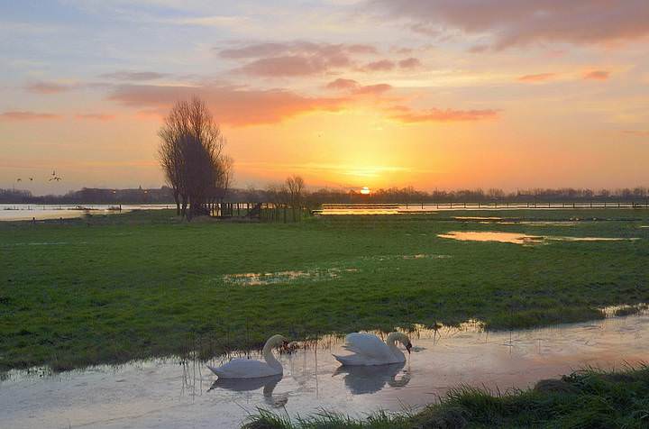 Swans in the sunrise.