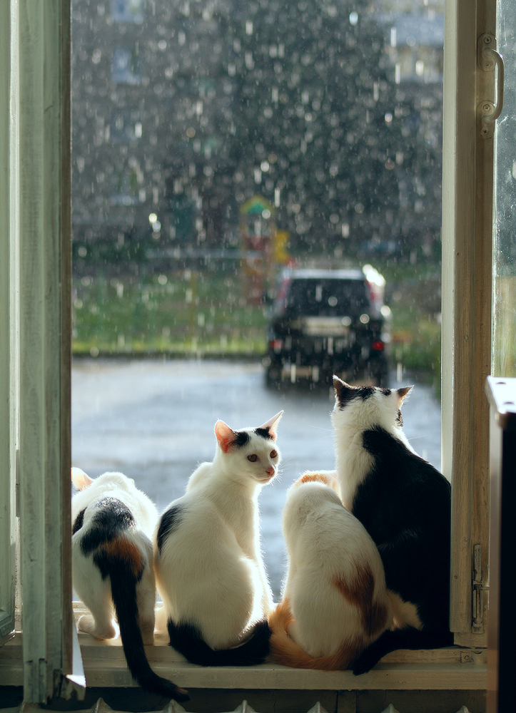 А за окном- то дождь