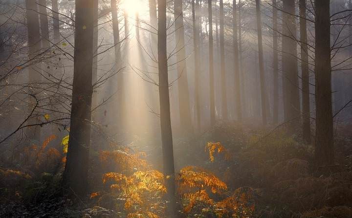 A morning in the forest.
