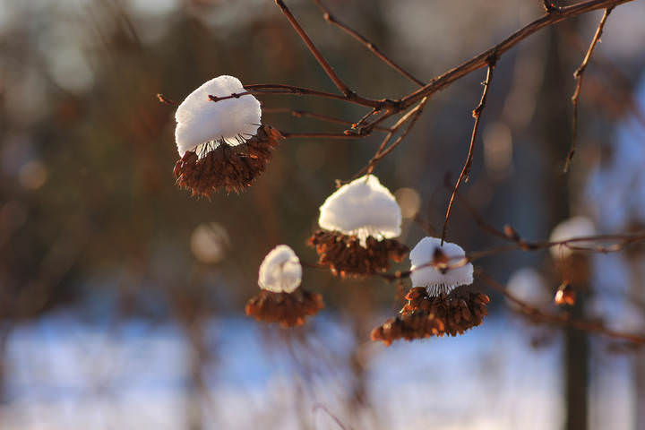 Мороз и солнце . . . 