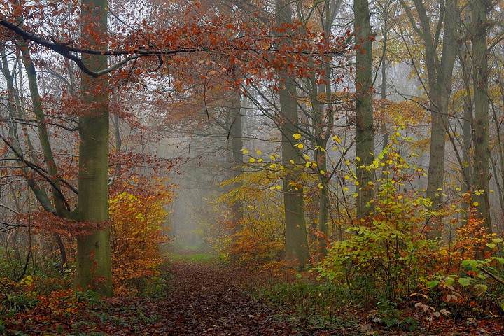 Magic forest.