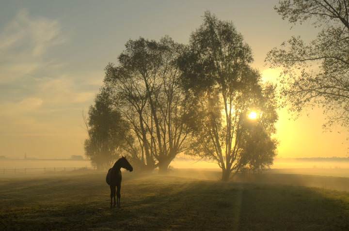 Horse in the morning light.