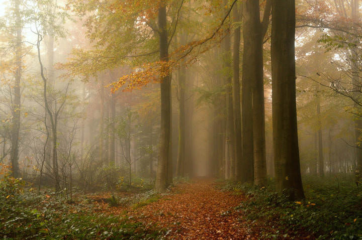 Autumn in the forest.