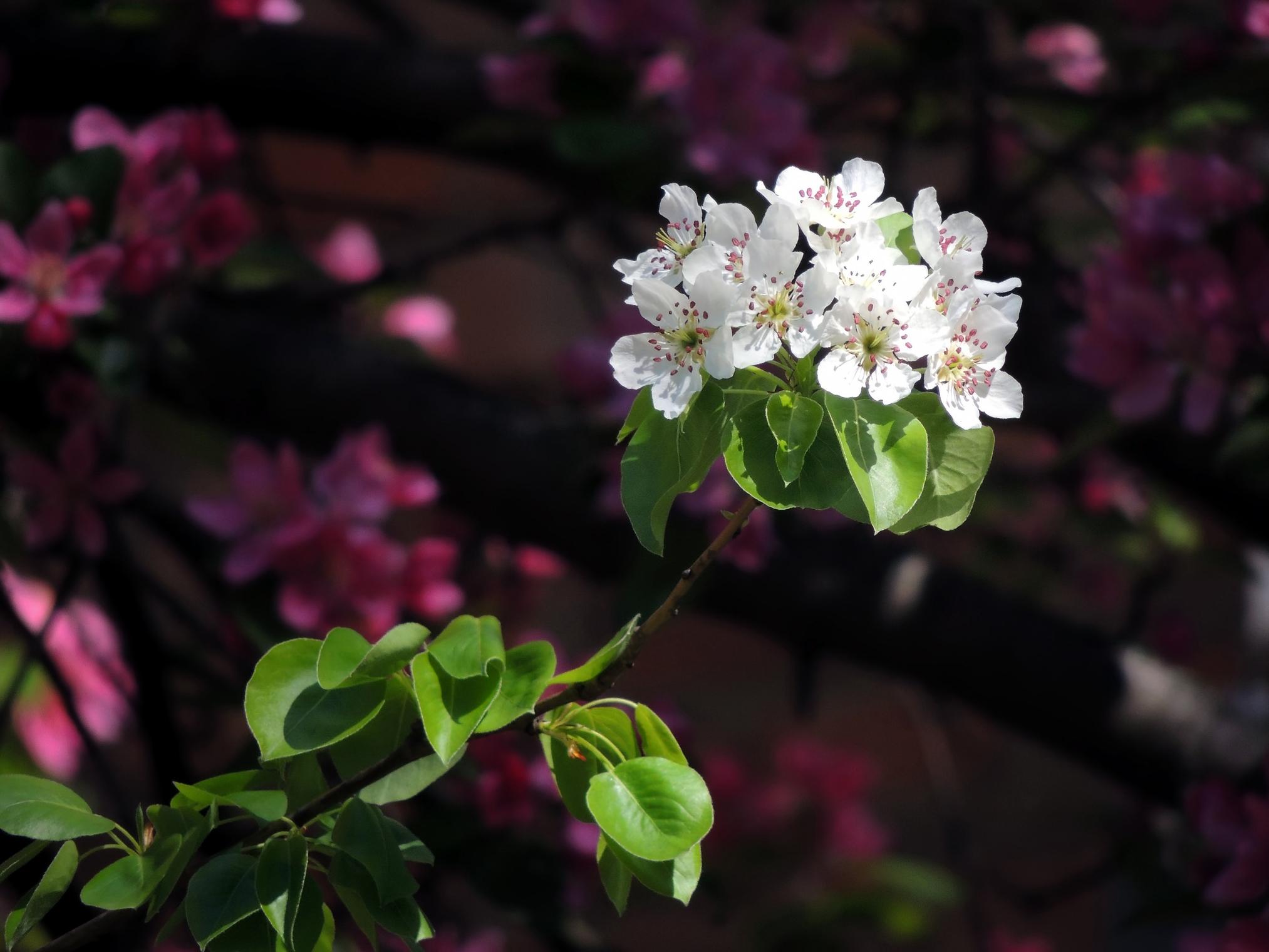 Любовь расцветающая цветами груши 45. Яблоневый сад. Весенние зарисовки фото.