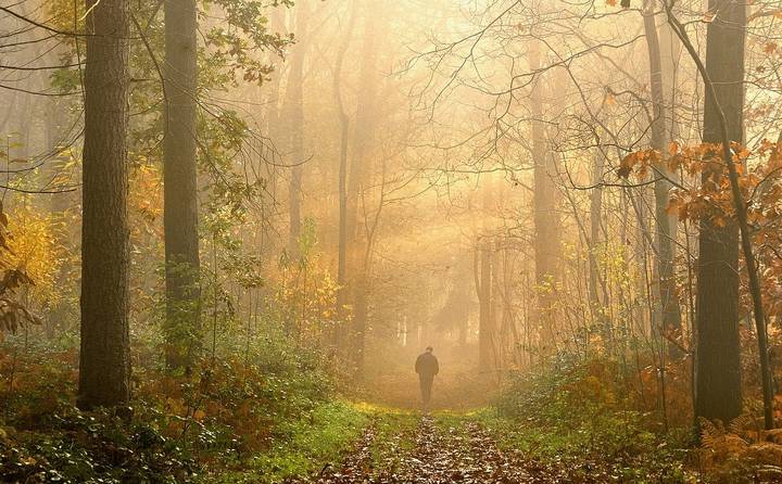 Autumn in the forest.