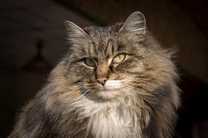 КотВАСЬиЯ