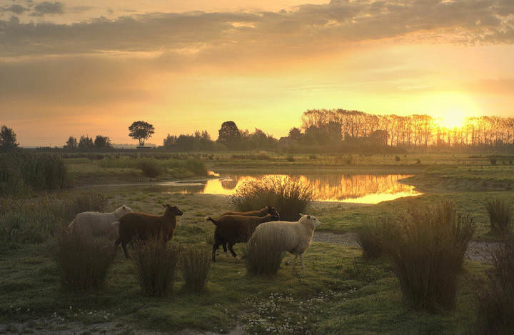 Sheep in the morning light.