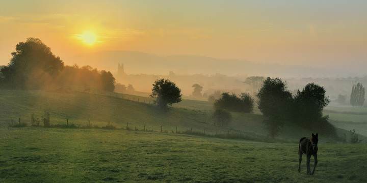 horse in the morning.