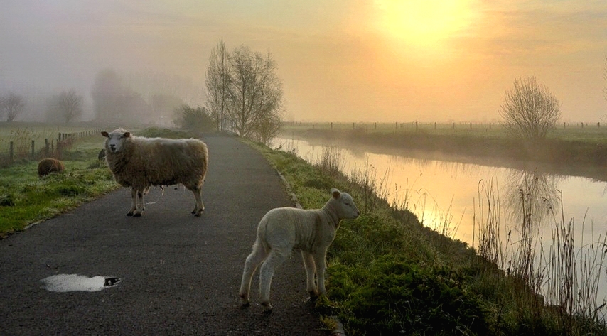 Sheep in the morning light.