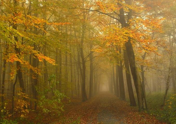 Colors of the autumn.
