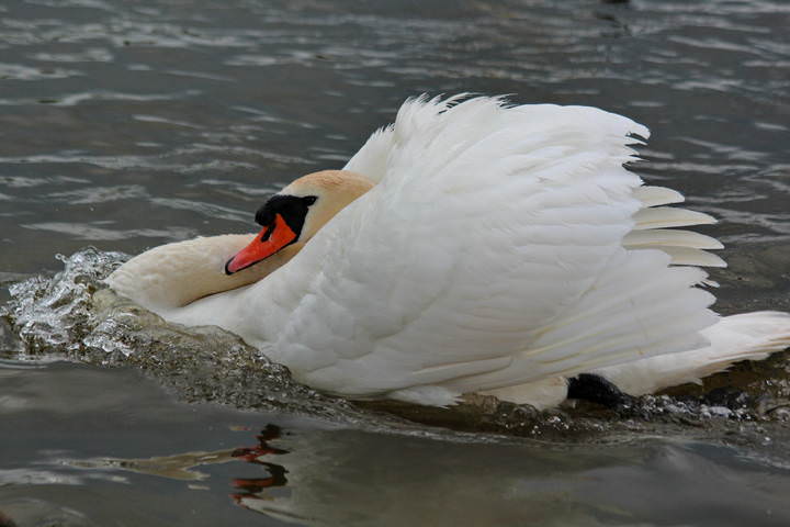  Лебедь