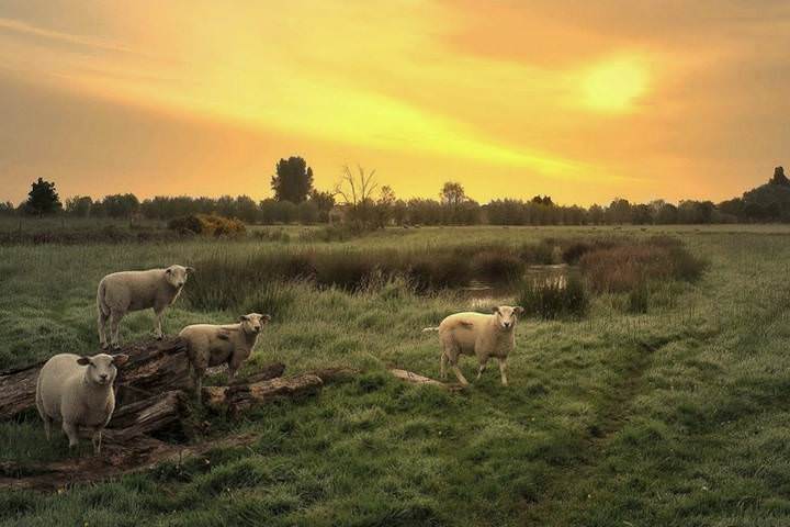 Sheep in the morning light.