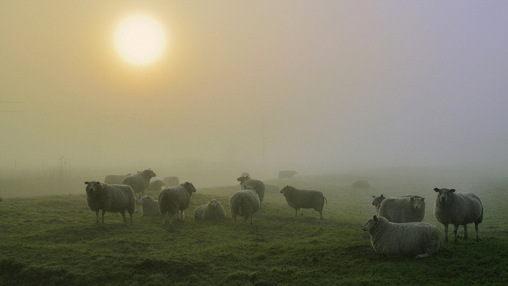 A foggy morning in Oudekapelle.