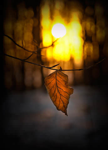 _DSC1919