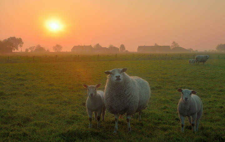 A morning in Lampernisse.