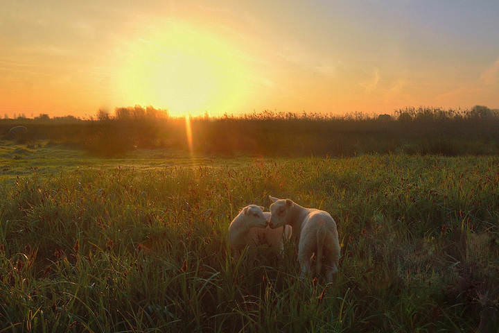 A morning in Stuivekenskerke.