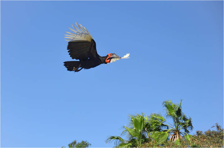 Кафрский рогатый ворон (Bucorvus leadbeateri)