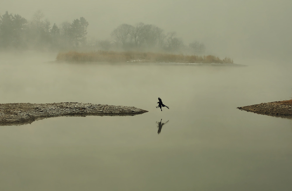 Танцует над водой в тумане...птица