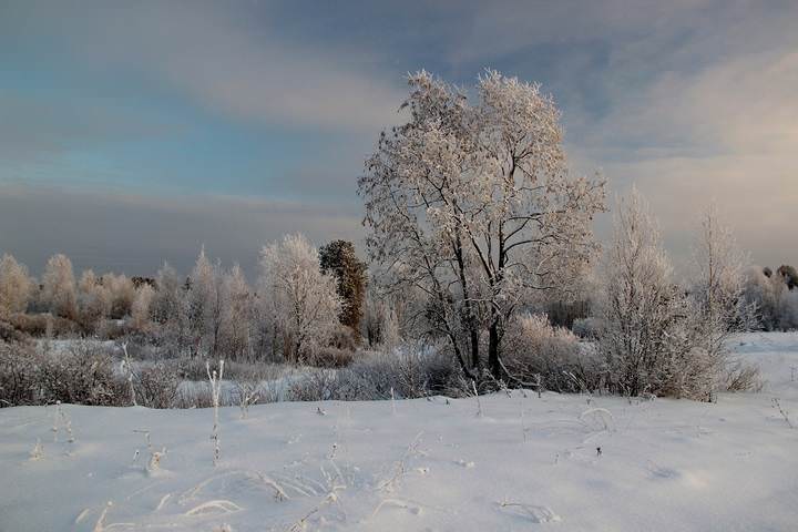Серебряный шёпот леса.