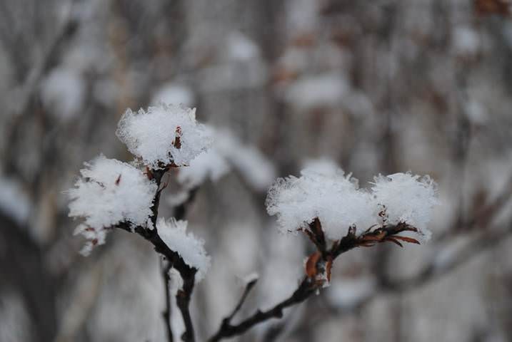 Букет.