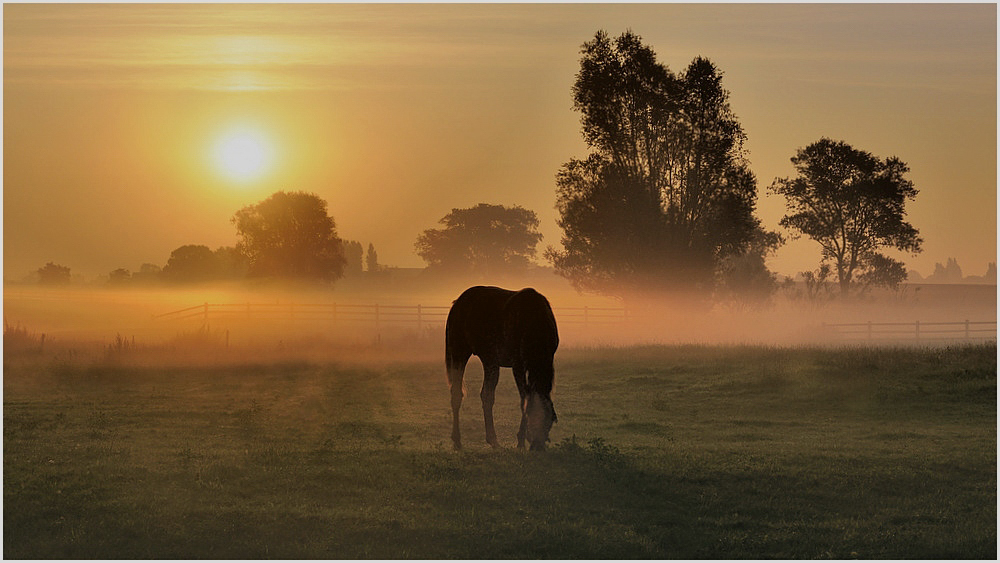 Horse in the morning.