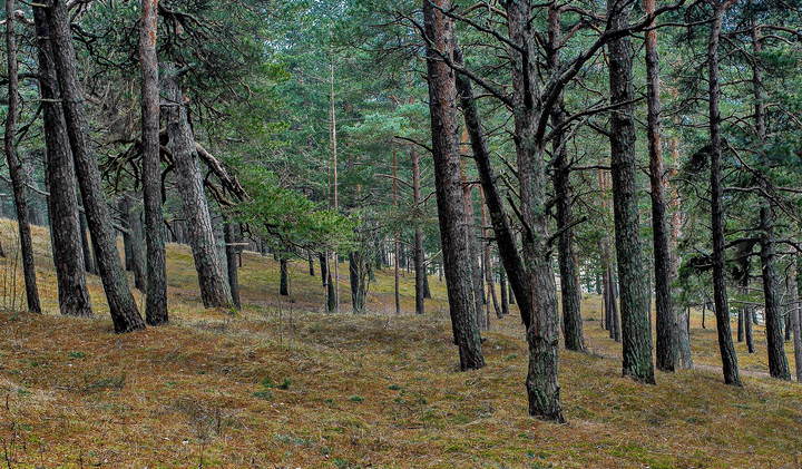 Spring breath dunes