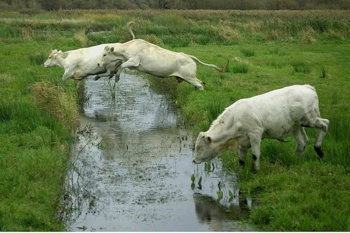 Crazy cows.