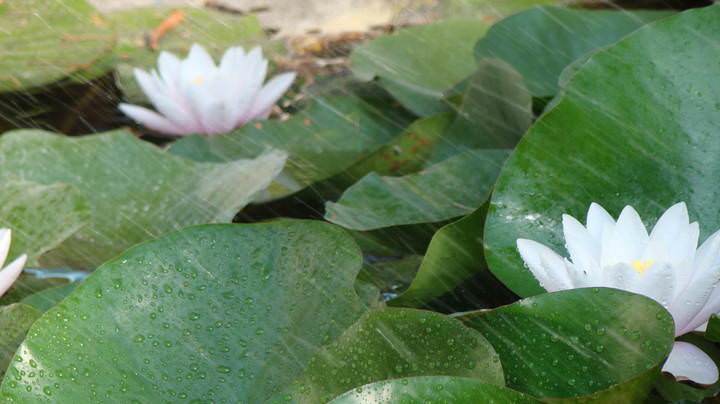 DSC00142