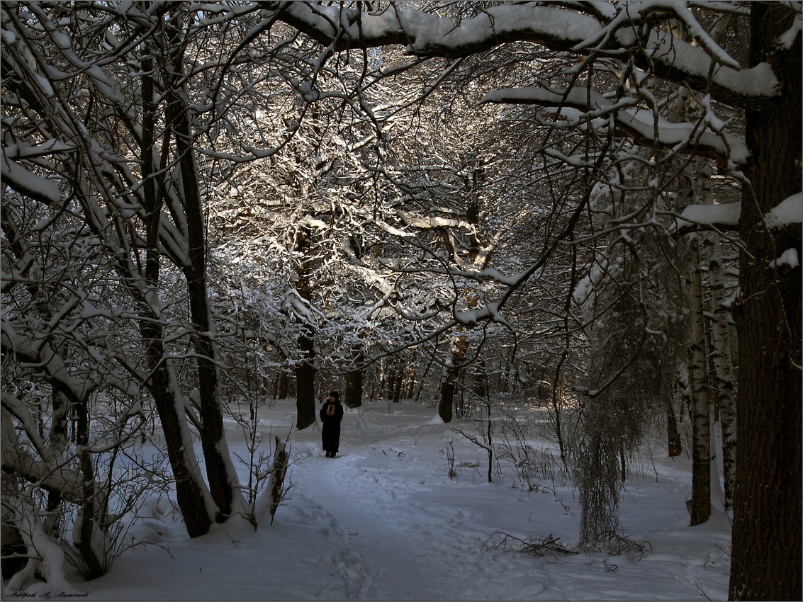 Зимний лес...
