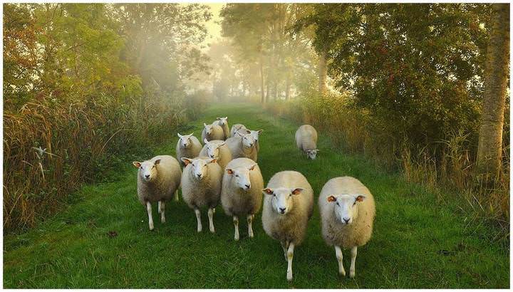 A good morning from Stuivekenskerke.