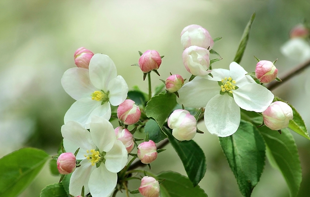 Яблони в цвету-весны творенье...