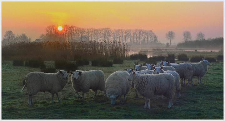 Morning in Stuivekenskerke.