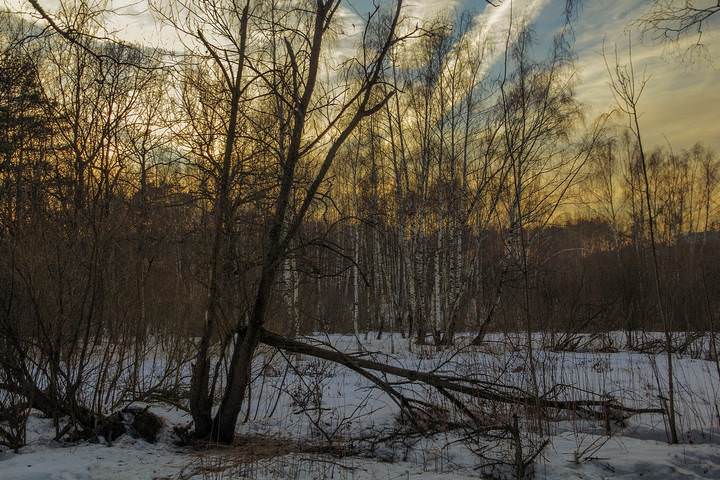 Вечерний лес