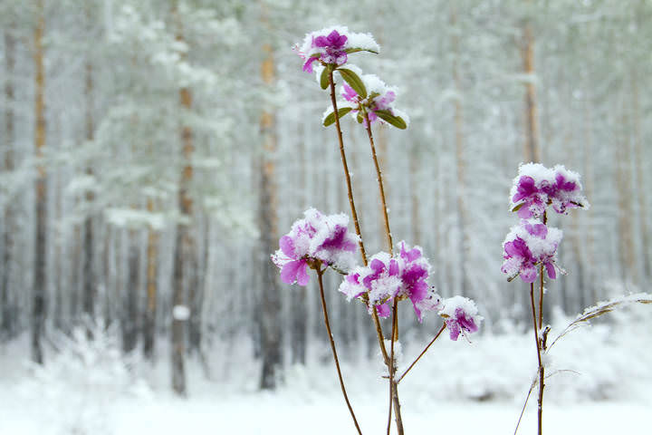 Такая весна