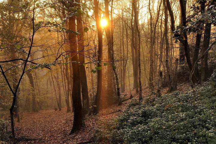 Morning in the forest.