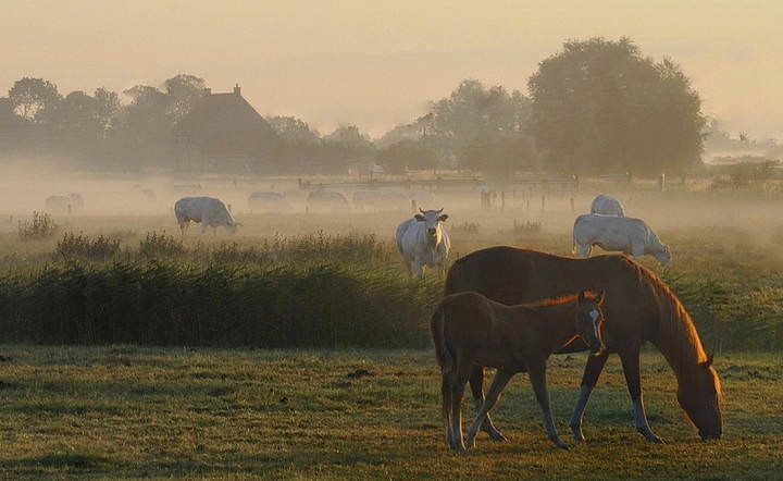 Morning in Nieuwkapelle.