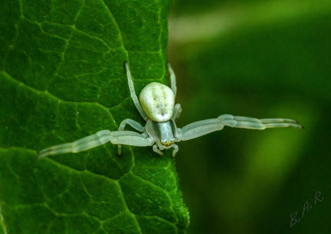 Паук.