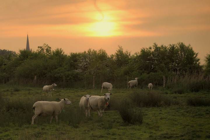 Evening in Stuivekenskerke.