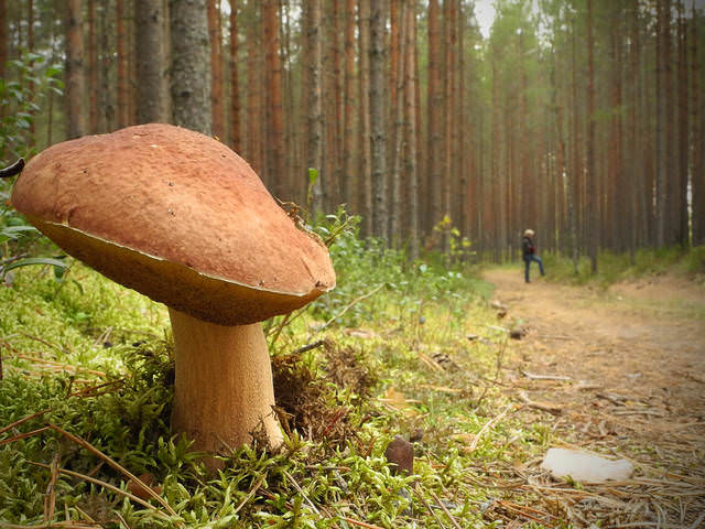 заблудившиеся...