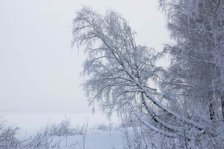 Березки в снегу.