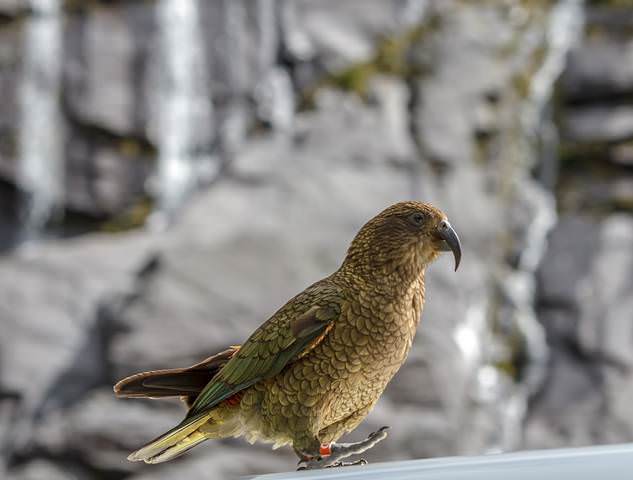 kea