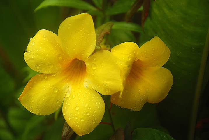 Allamanda